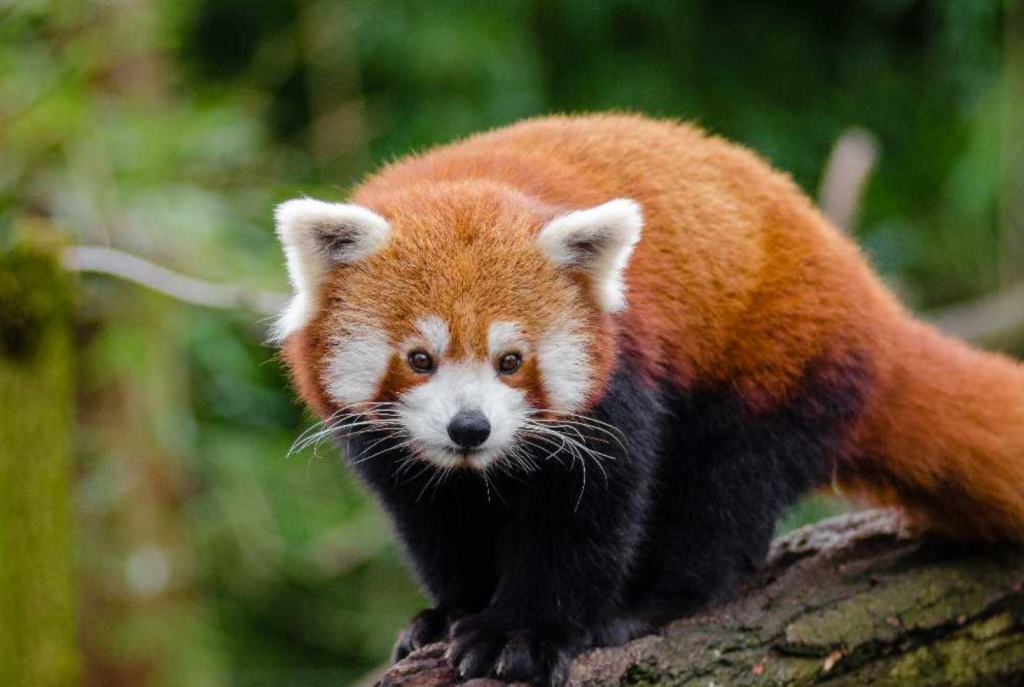 red pandas