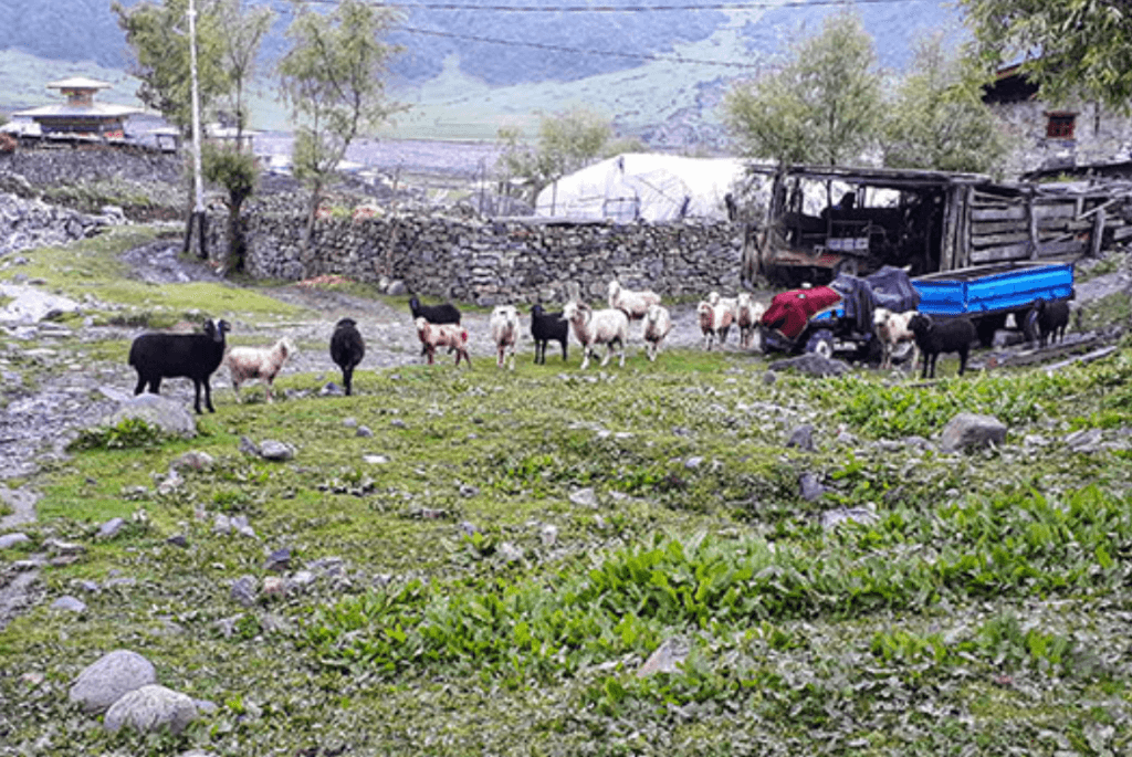 sheep grazing bhutan
