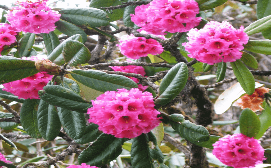 rhododendron flower
