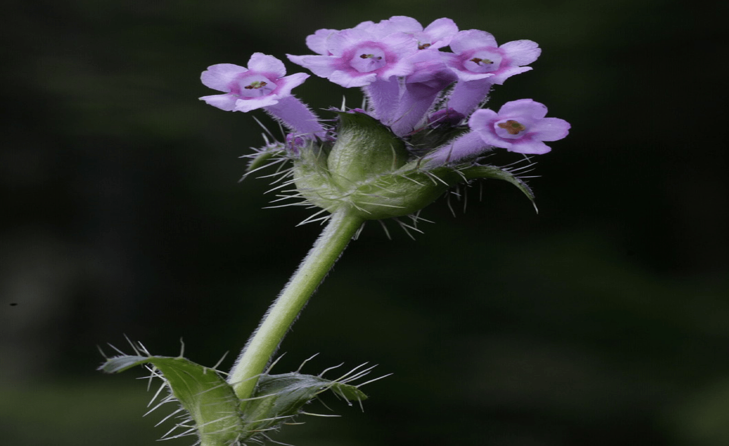 Bhutan Botanical Tour