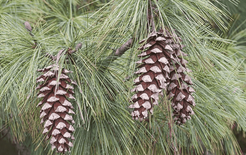 Bhutan Conifer Trees