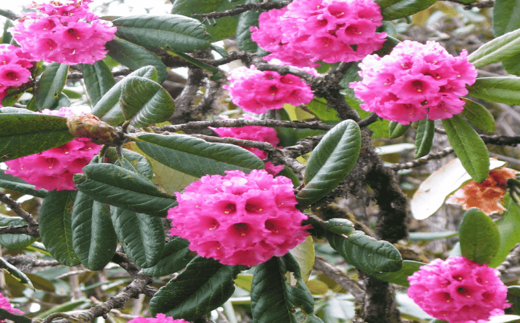 rhododendron flower