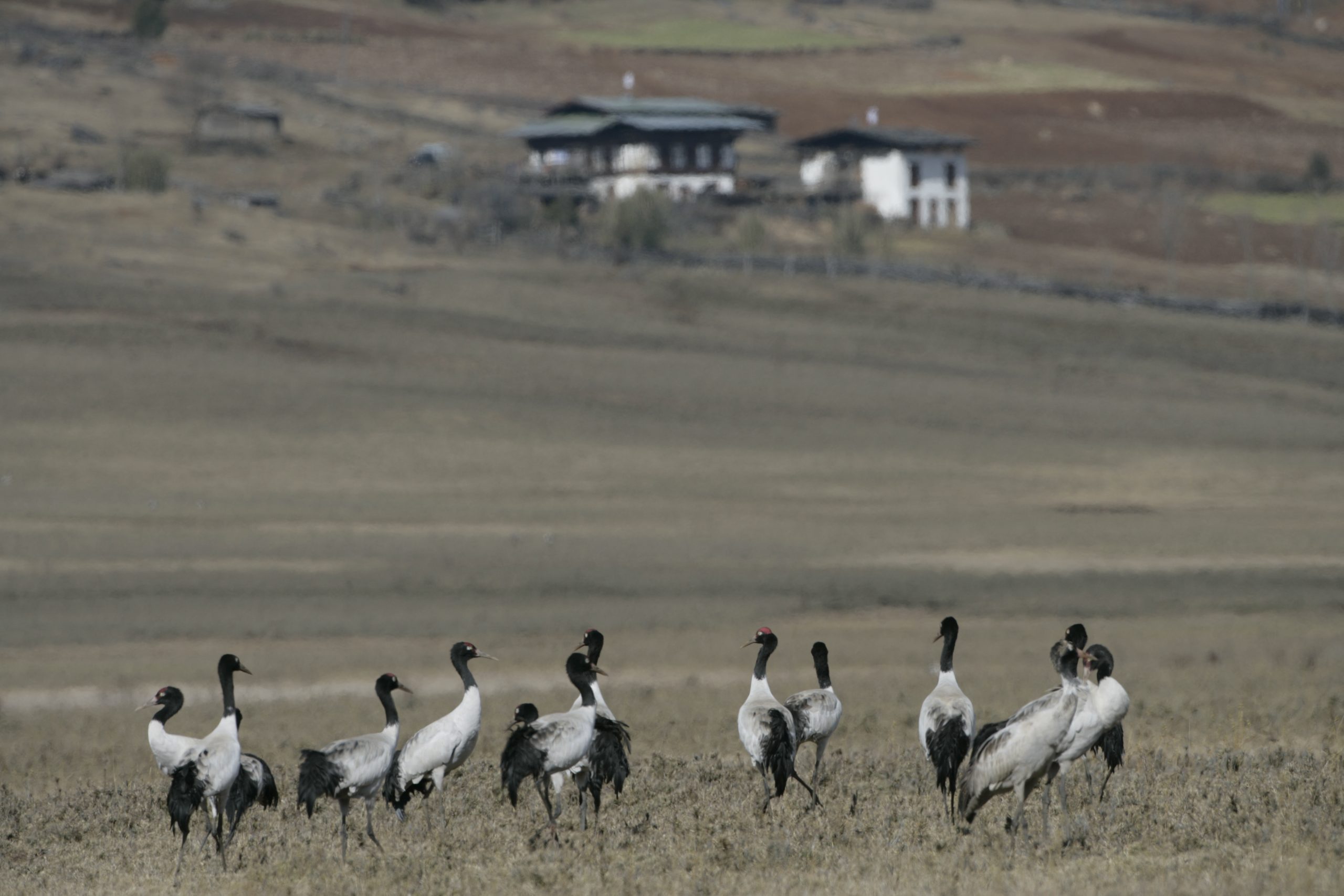 Birding Adventure