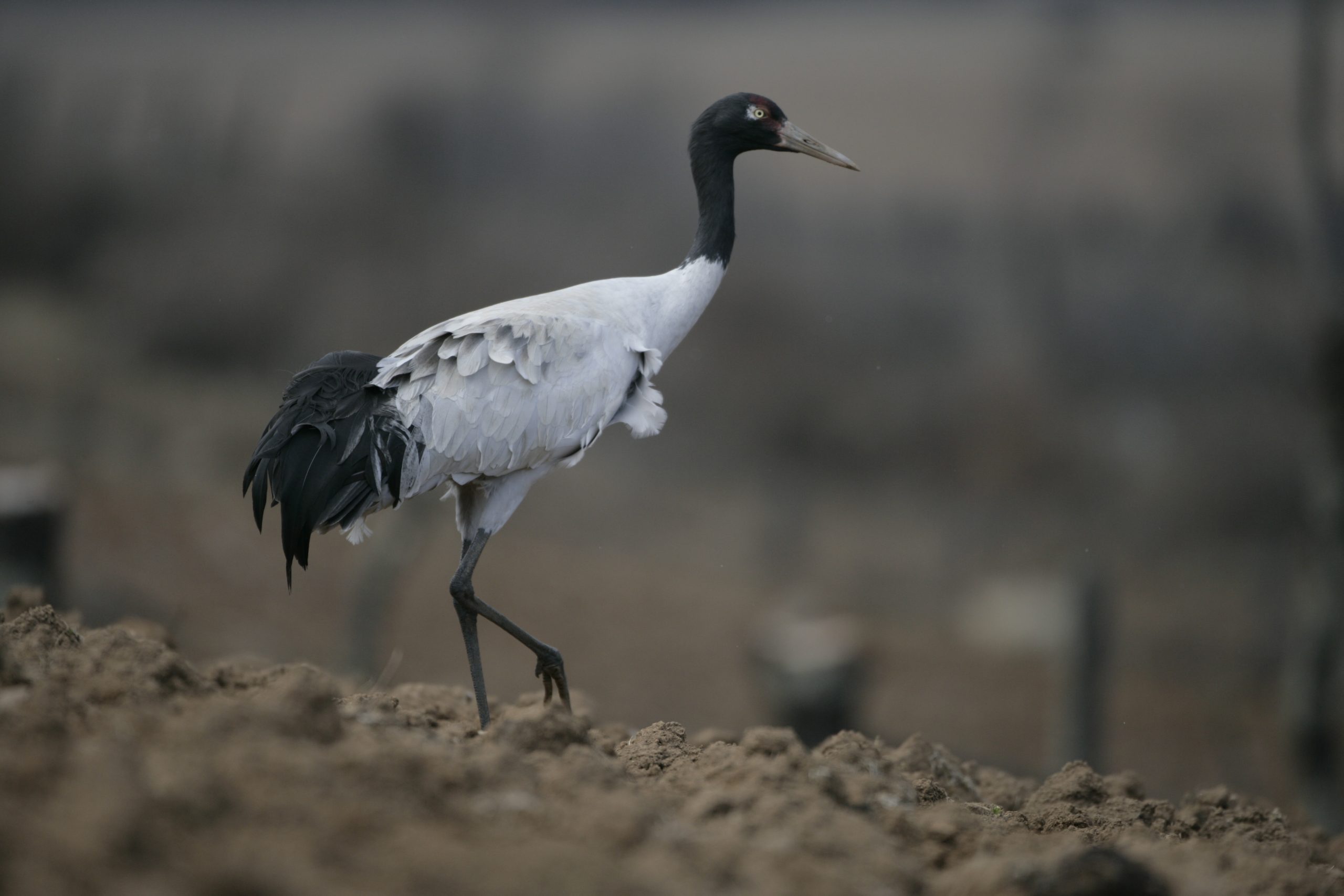 Birder’s Paradise