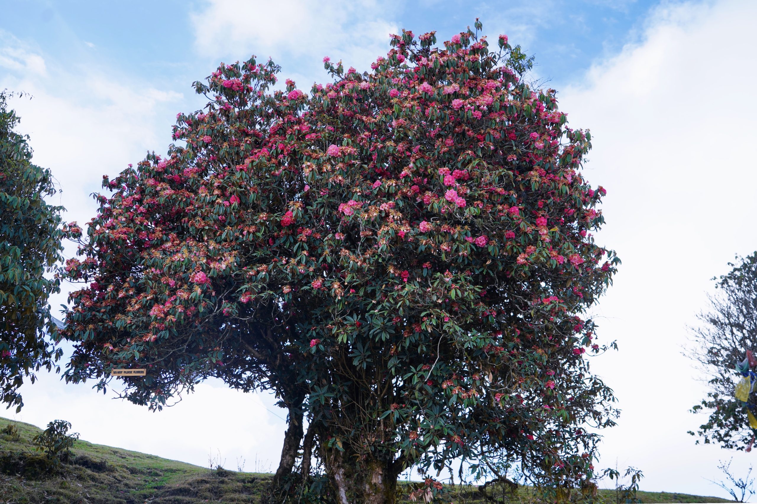Rhododendron